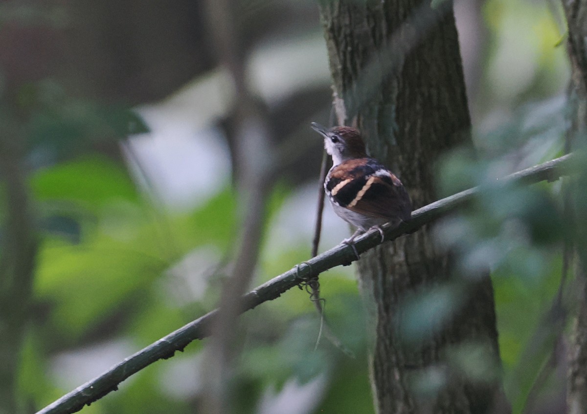 Banded Antbird - ML643067666