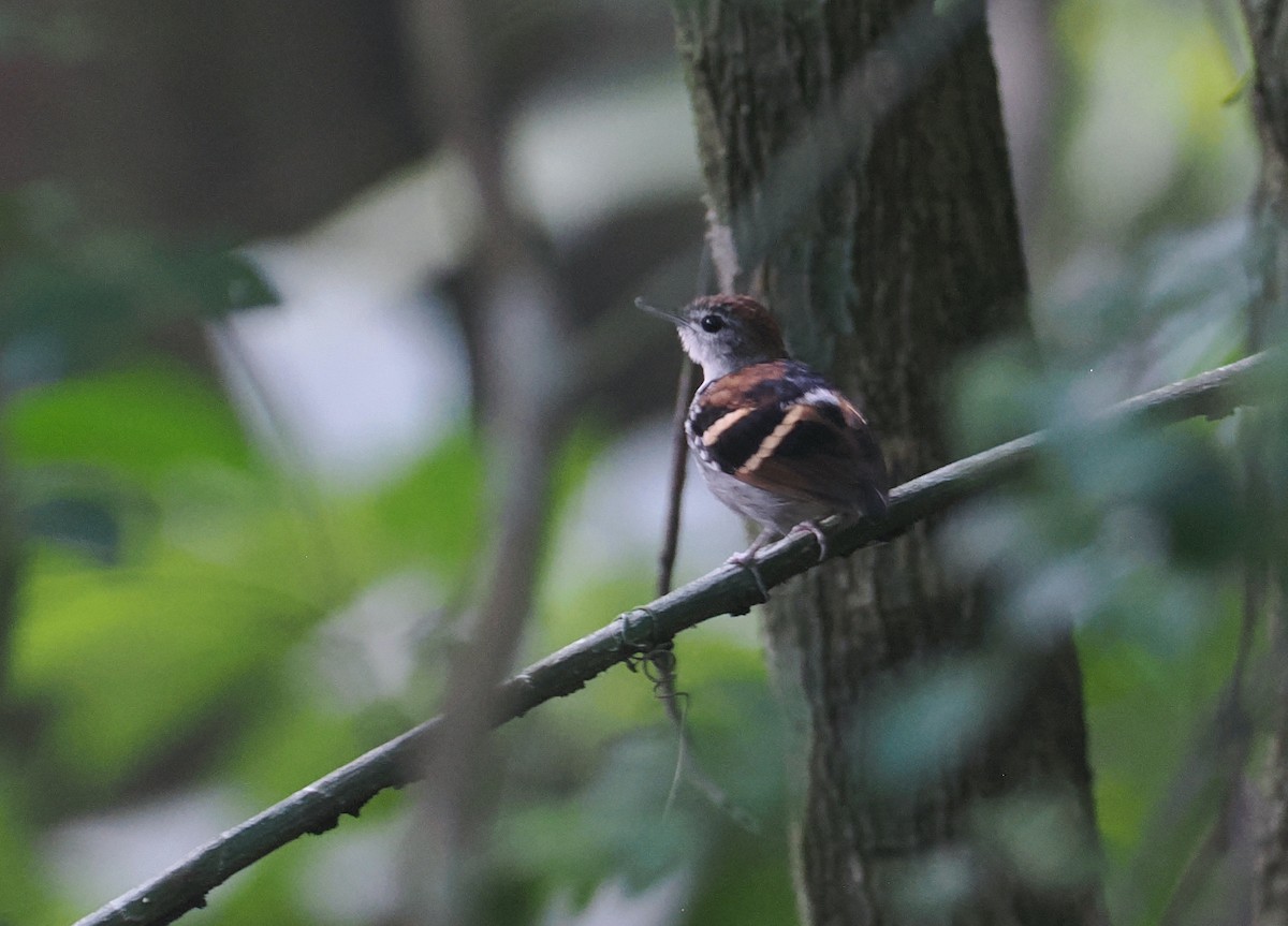 Banded Antbird - ML643067668