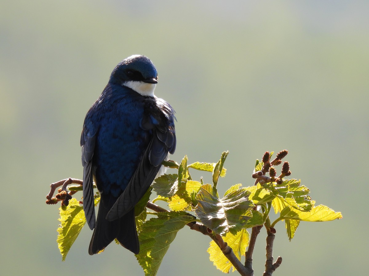 Tree Swallow - ML643067690