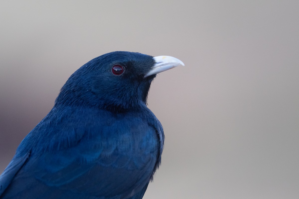 White-billed Starling - ML643067692