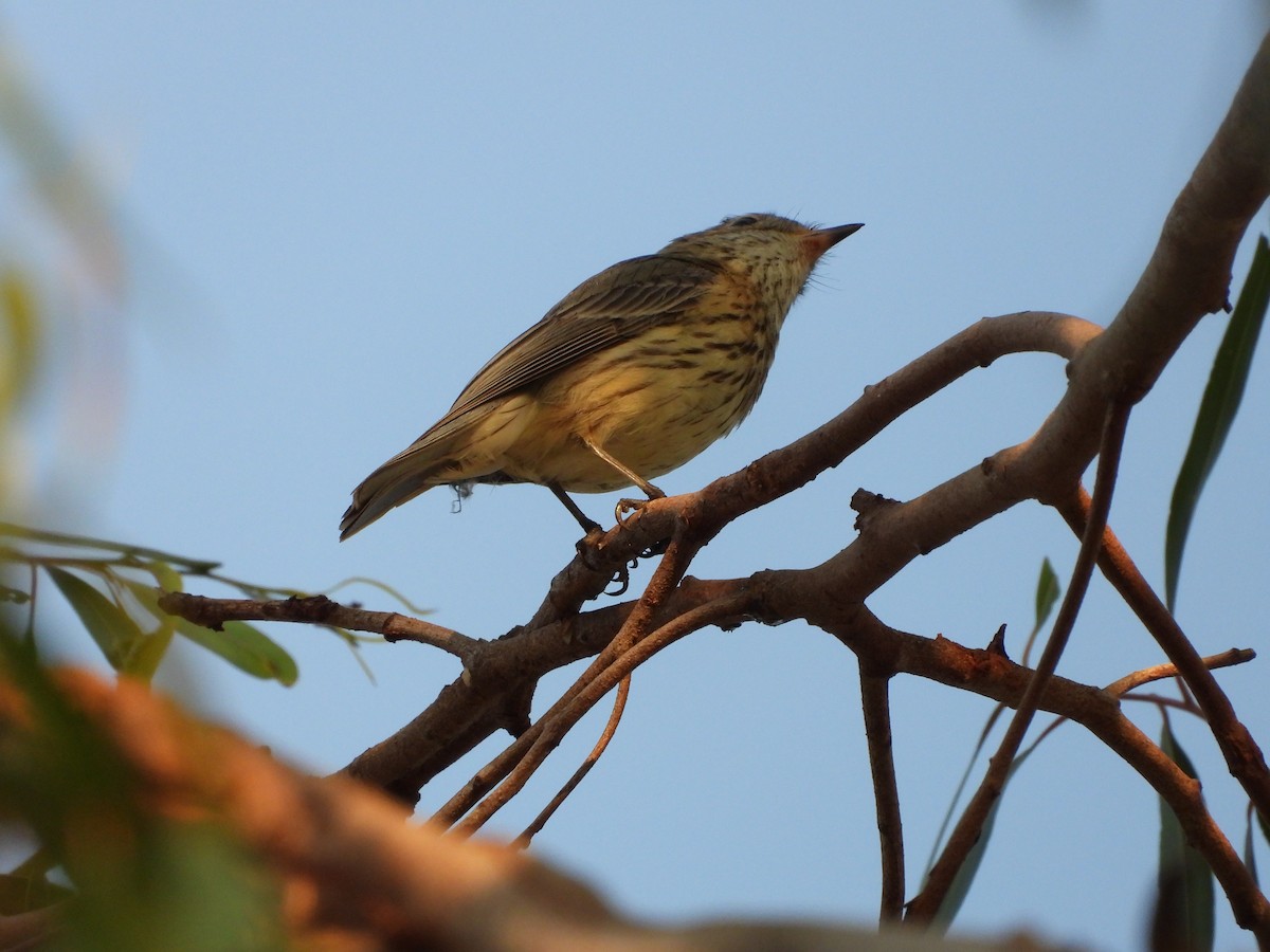 Rufous Whistler - Cherri and Peter Gordon