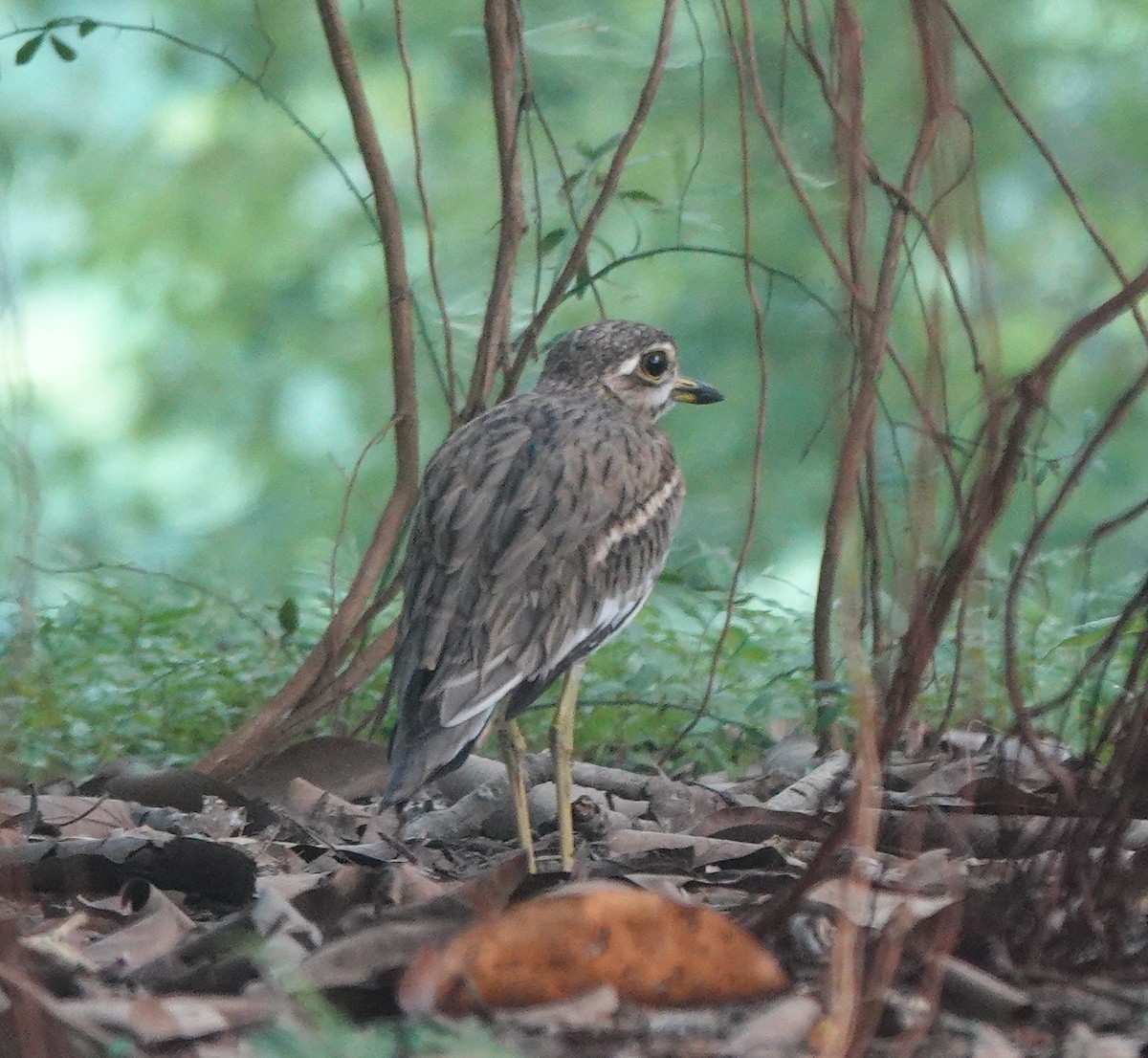 Indian Thick-knee - ML643067738