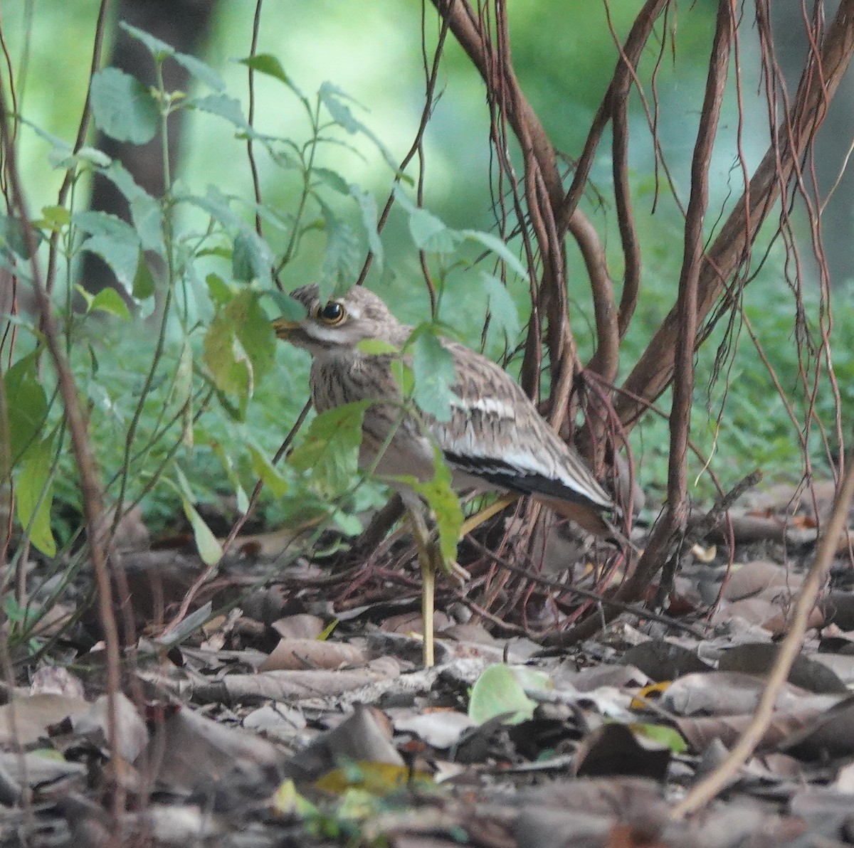 Indian Thick-knee - ML643067739