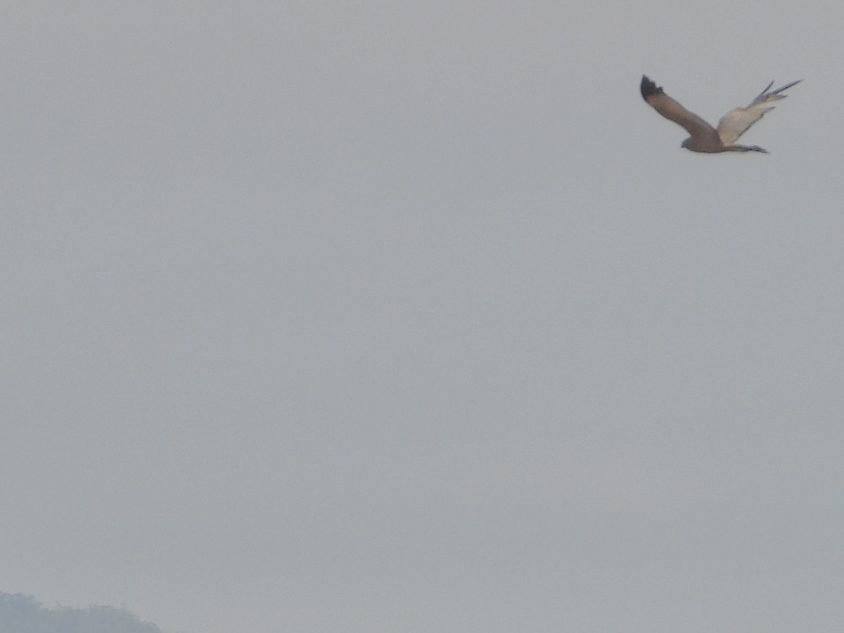 Spotted Harrier - ML643067747