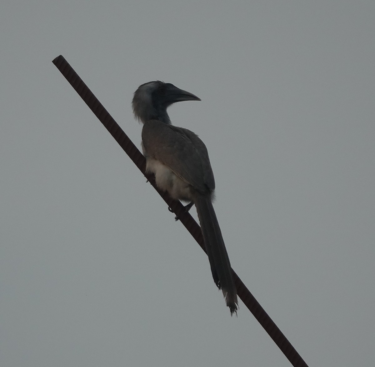 Indian Gray Hornbill - ML643067751