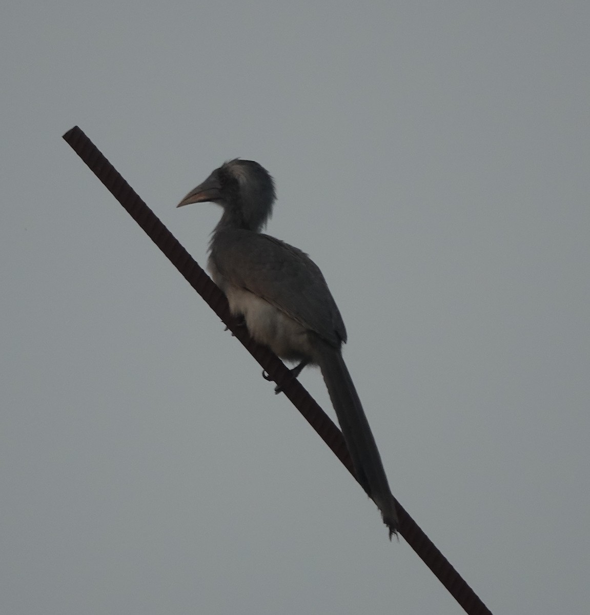 Indian Gray Hornbill - ML643067752