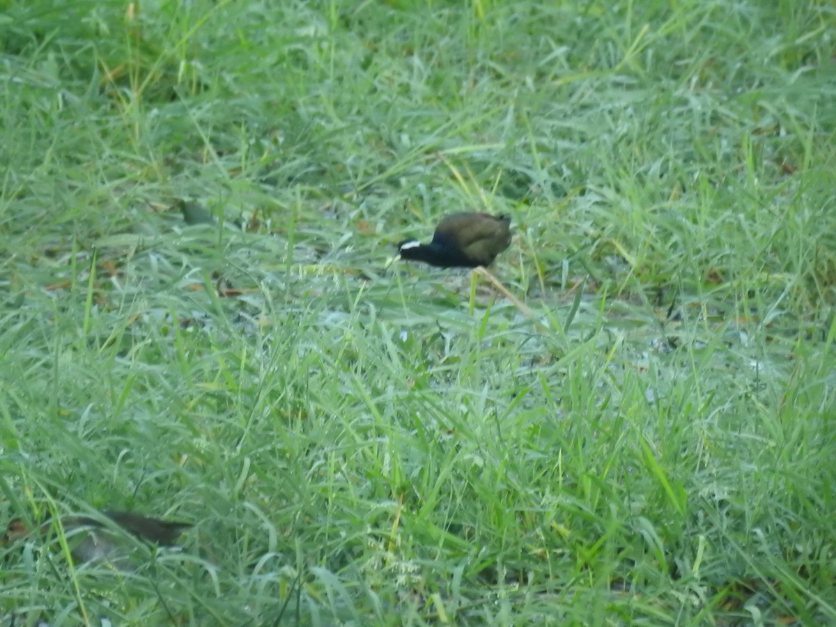 Bronze-winged Jacana - ML643067755