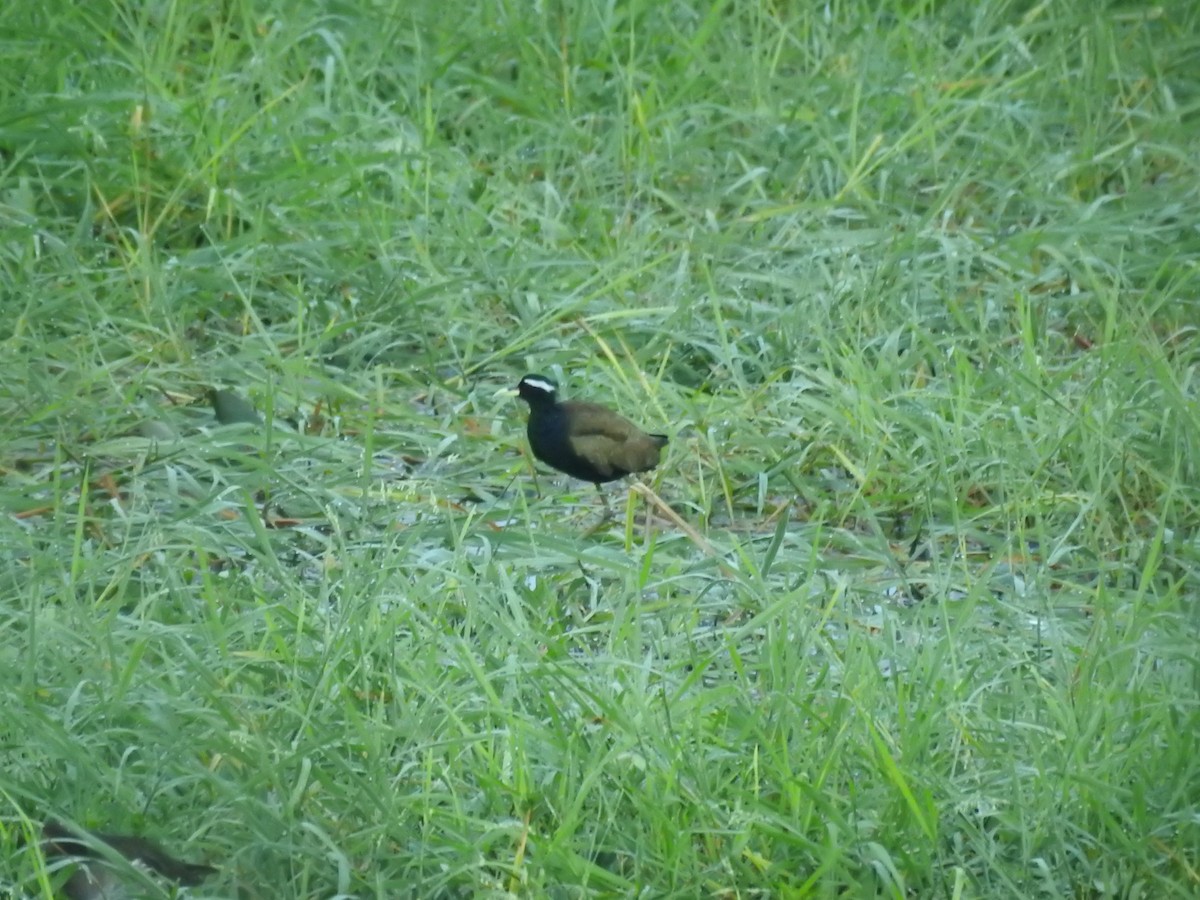 Bronze-winged Jacana - ML643067756