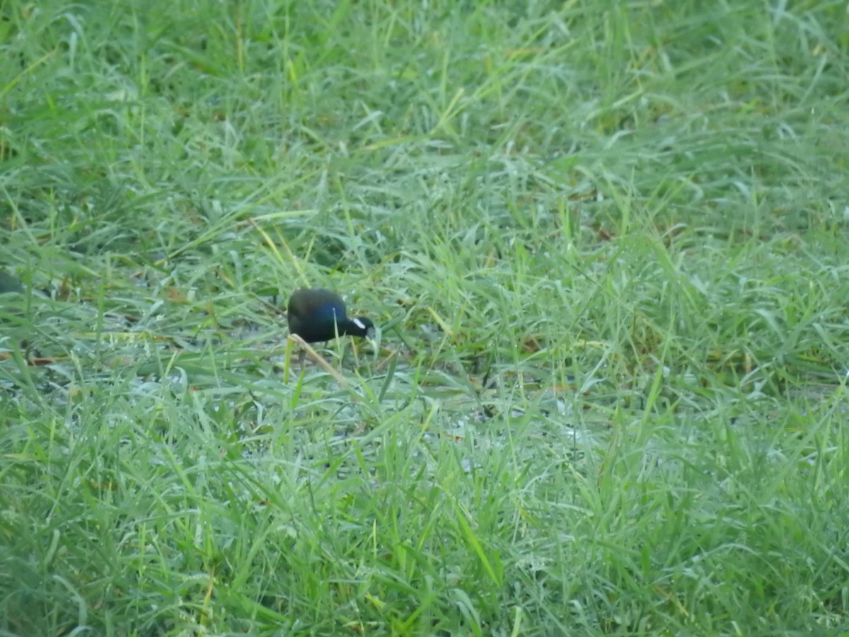 Bronze-winged Jacana - ML643067757