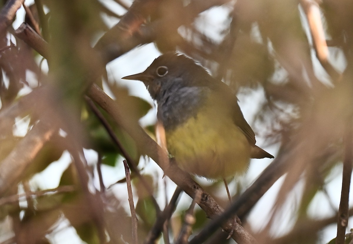 Connecticut Warbler - ML643067758