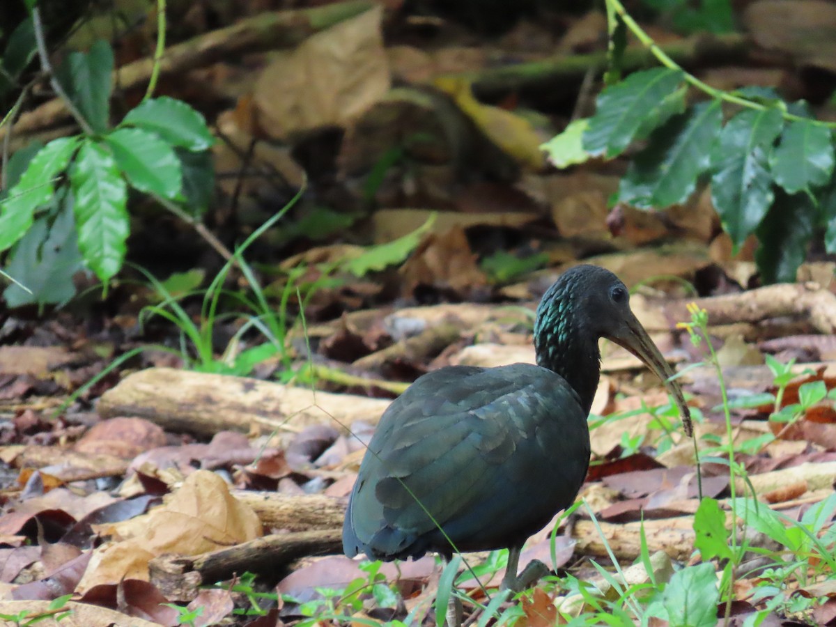 Ibis vert - ML643067759