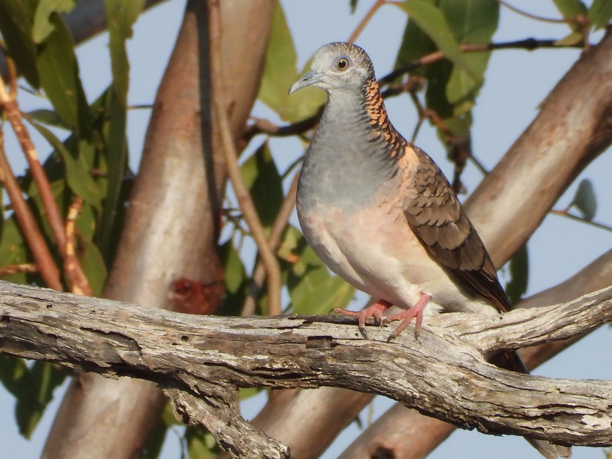 Bar-shouldered Dove - ML643067767