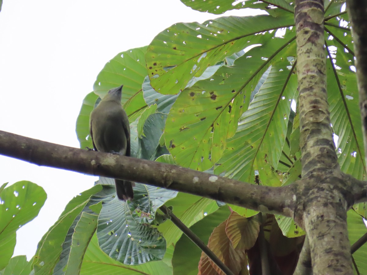 Palm Tanager - ML643067788