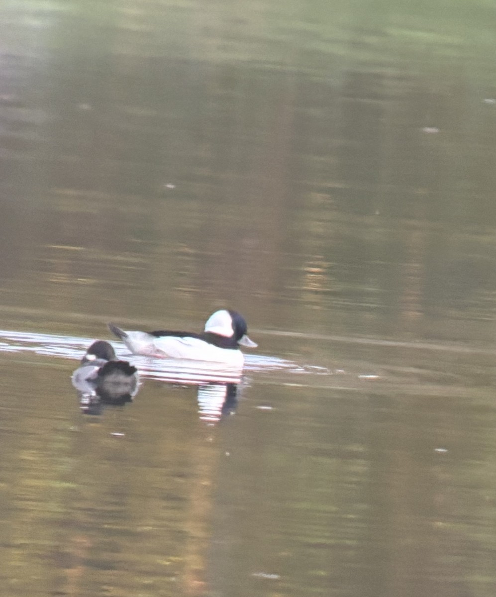 Bufflehead - ML643067791