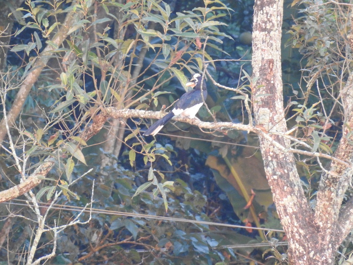 Calao pie - ML643067793