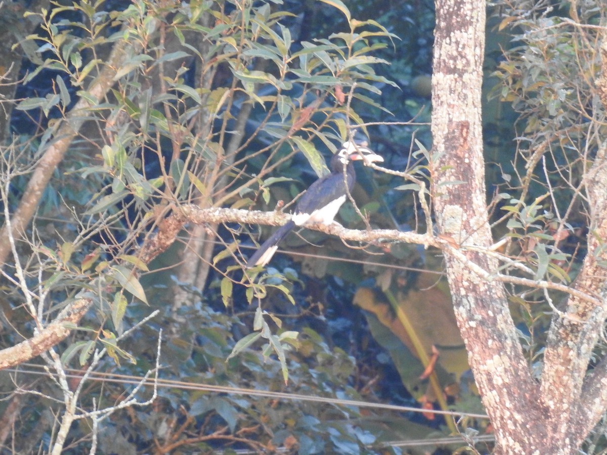 Calao pie - ML643067794