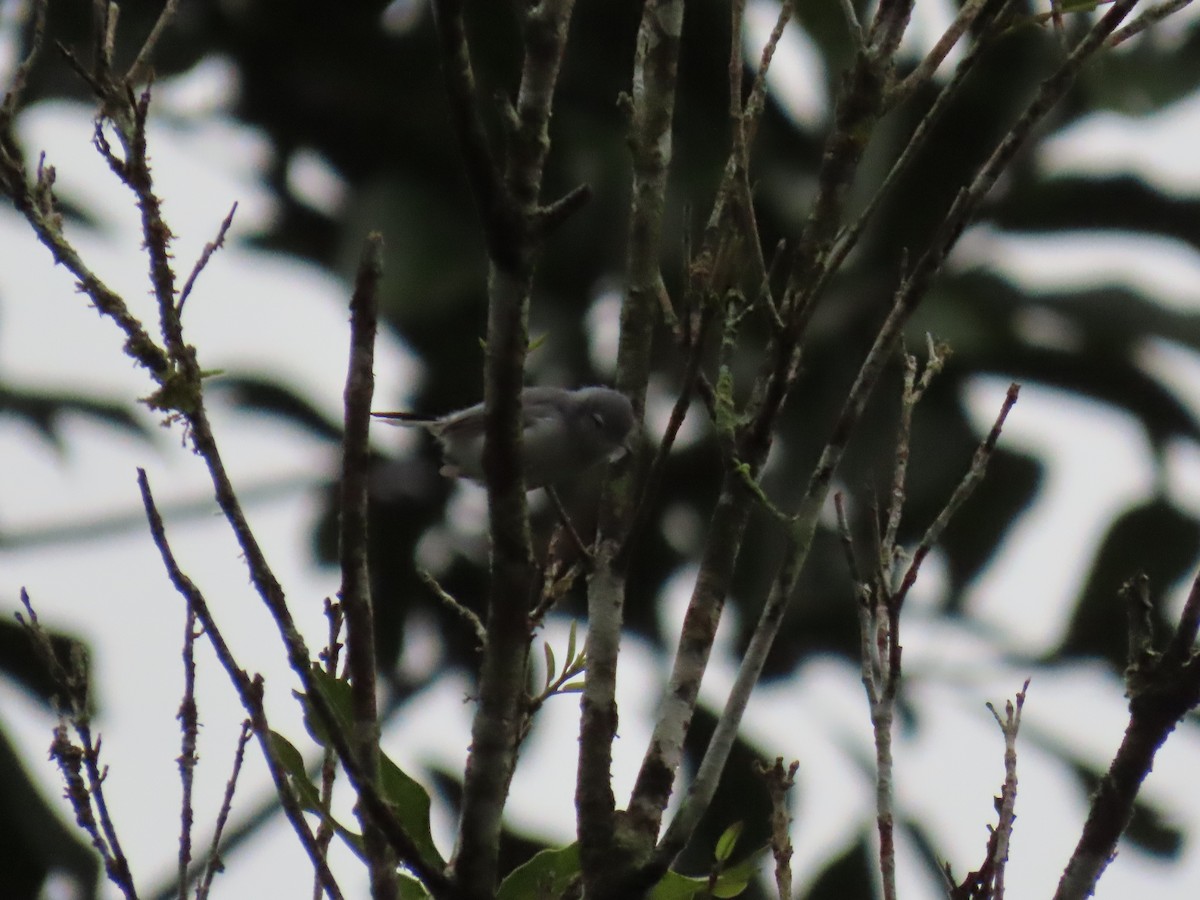 White-browed Gnatcatcher - ML643067821