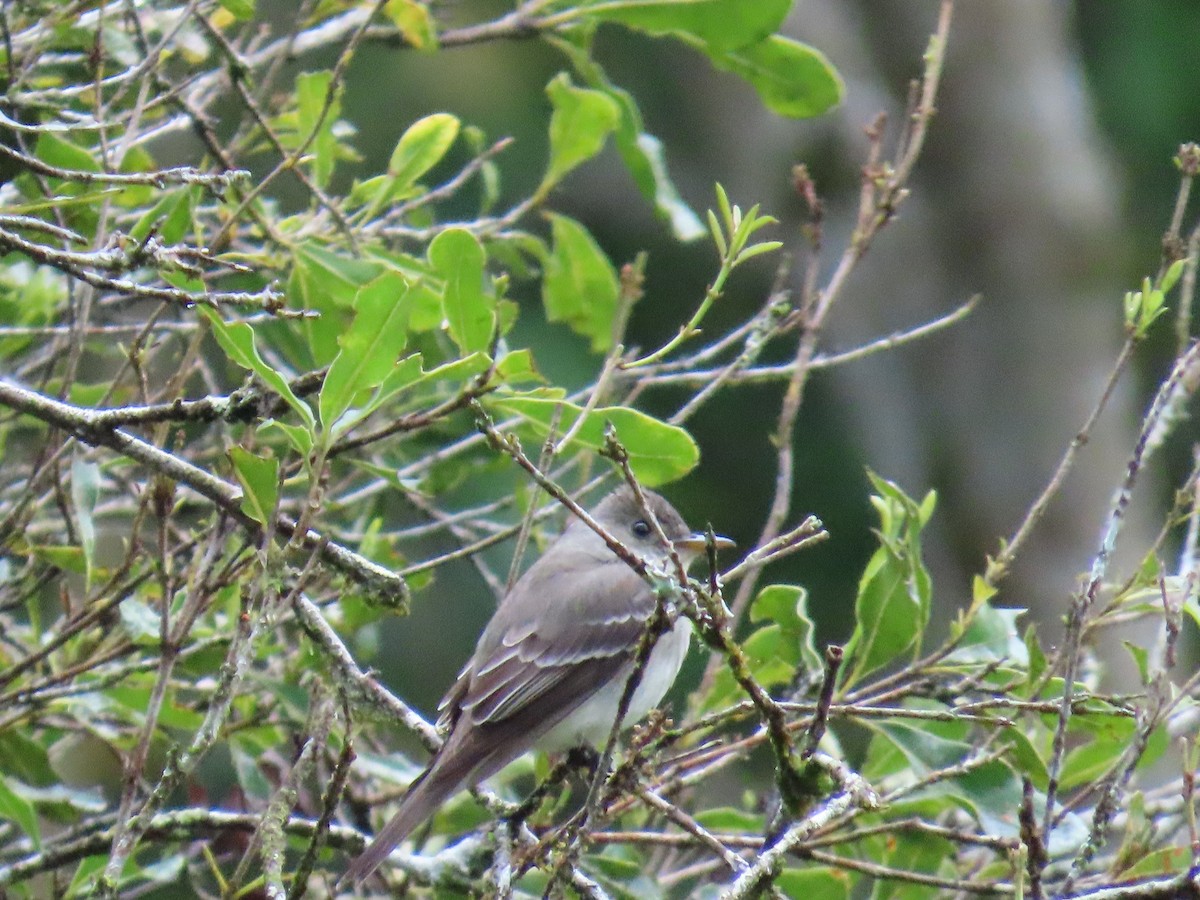 Eastern Wood-Pewee - ML643067827