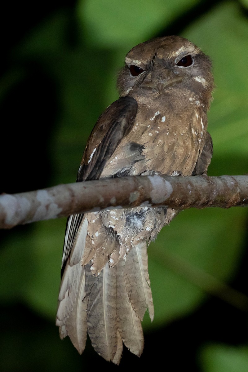 Marbled Frogmouth - ML643067832