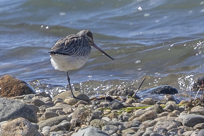 Bar-tailed Godwit (European) - ML643067833