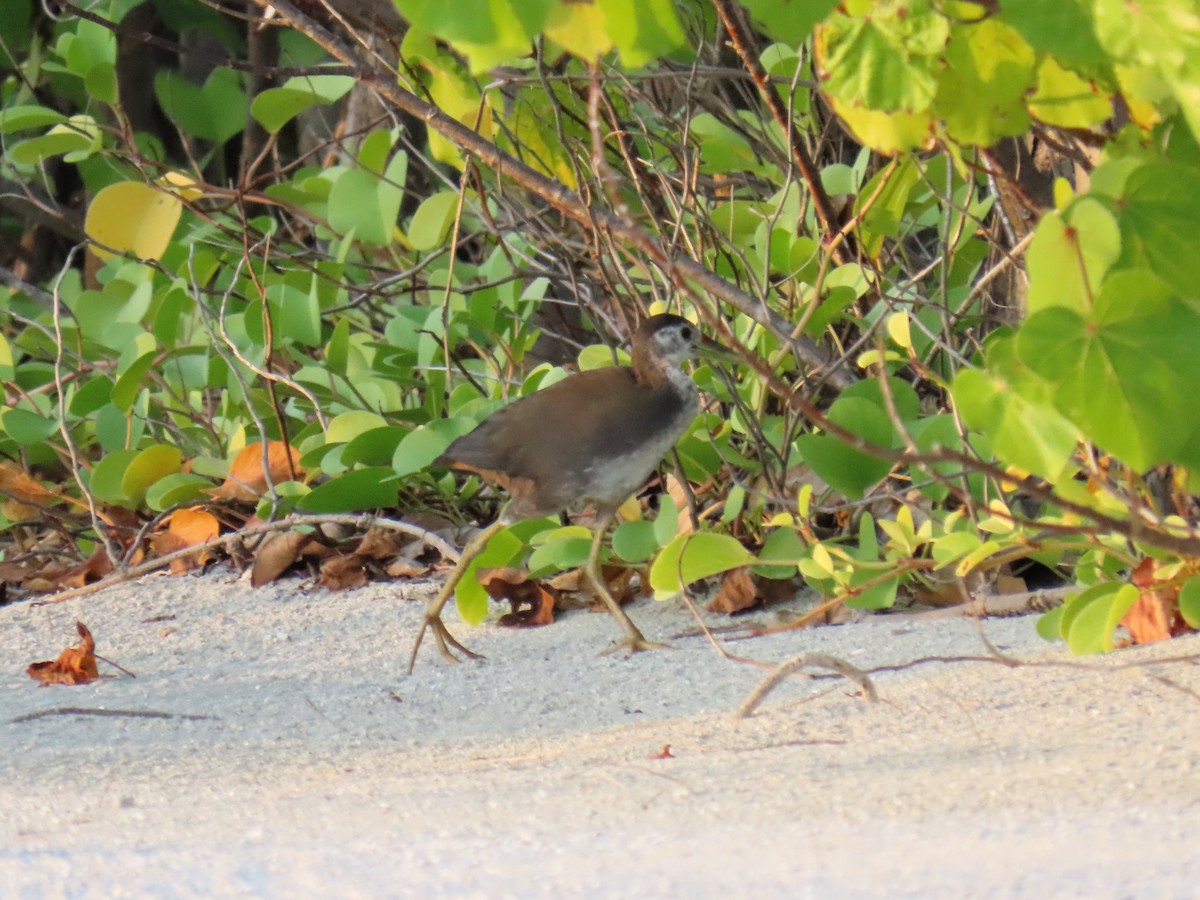 White-breasted Waterhen - ML643067838