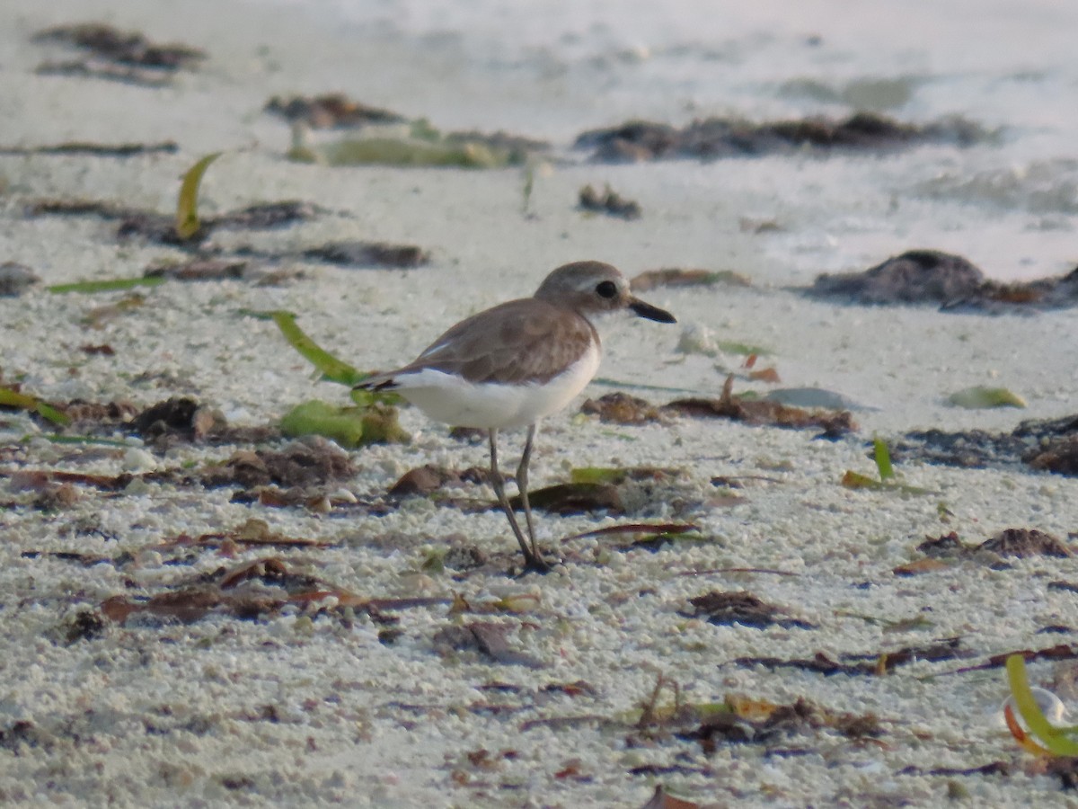 Greater Sand-Plover - ML643067843