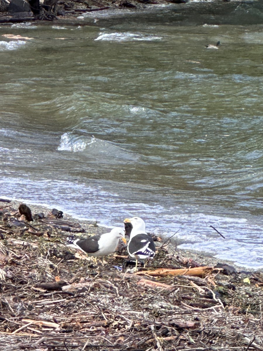 Kelp Gull - ML643067844