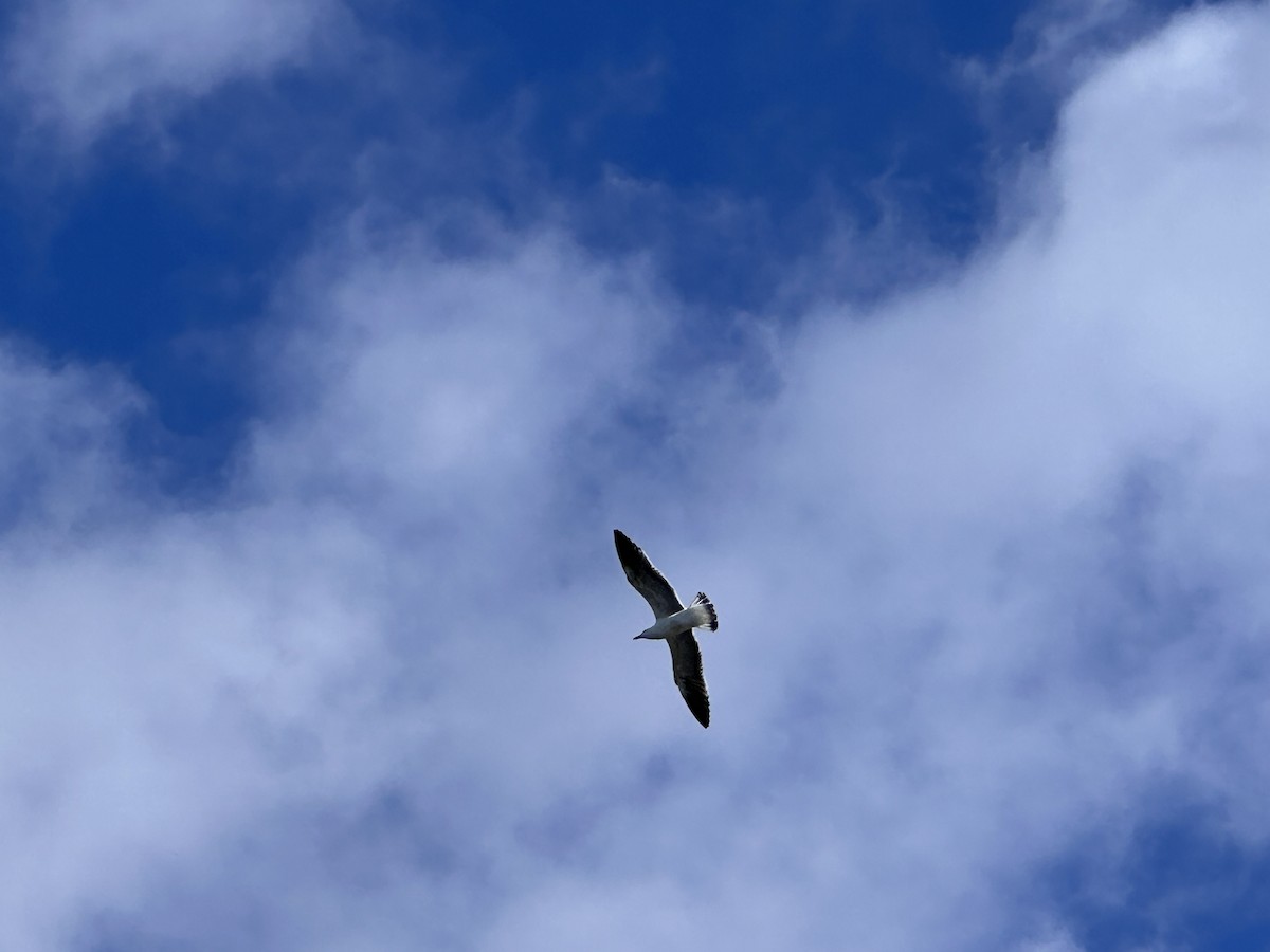 Kelp Gull - ML643067845