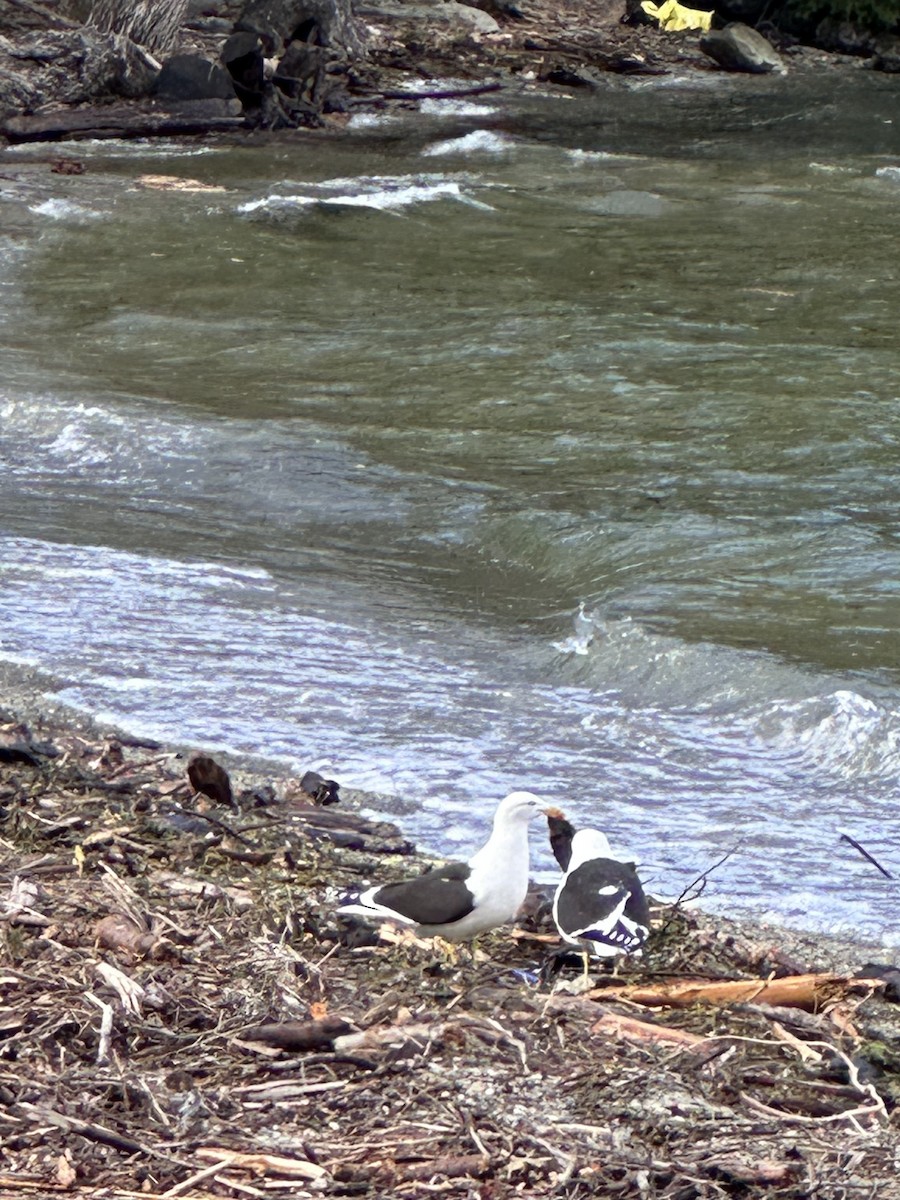 Kelp Gull - ML643067846