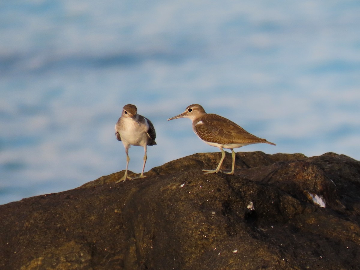 Common Sandpiper - ML643067848