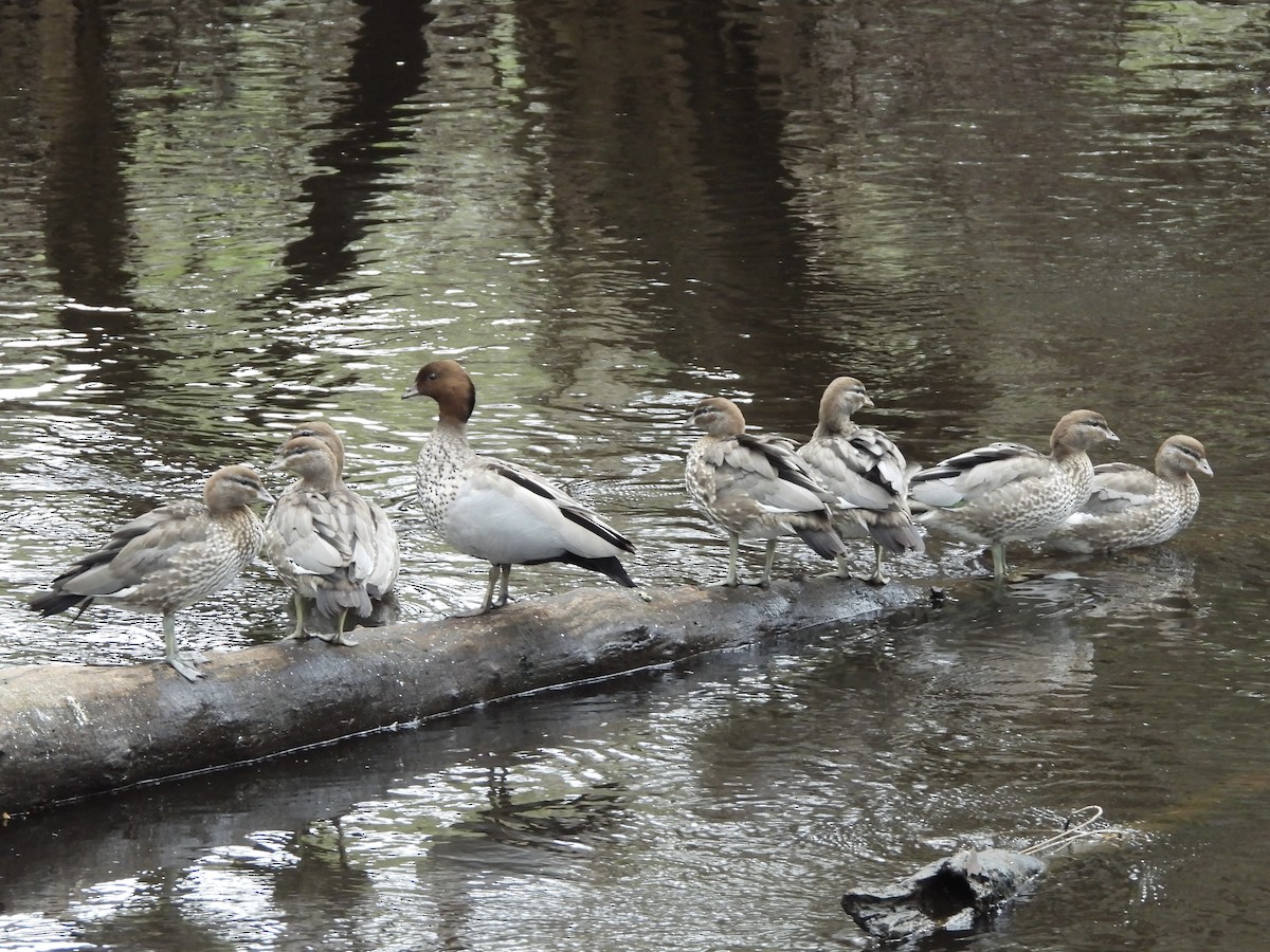 Maned Duck - ML643067861