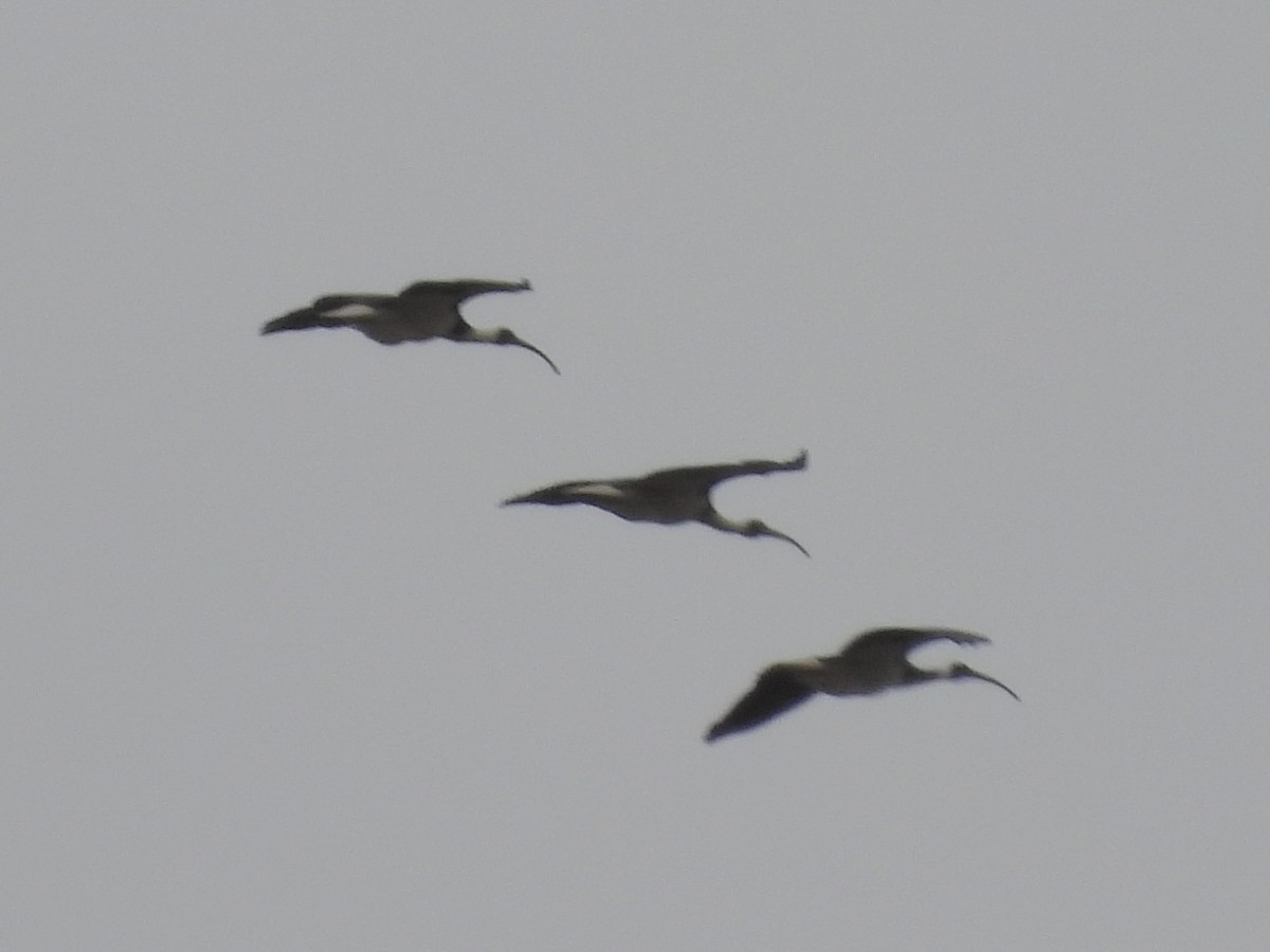 Straw-necked Ibis - ML643067880