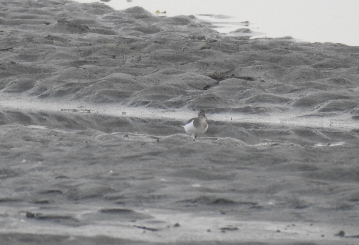 Chevalier guignette - ML643067891