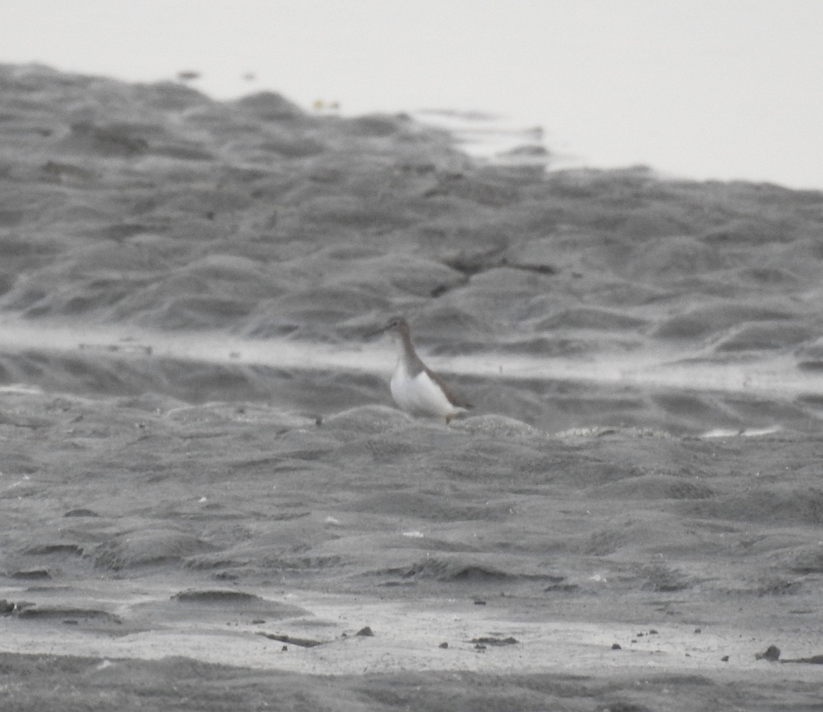 Chevalier guignette - ML643067892