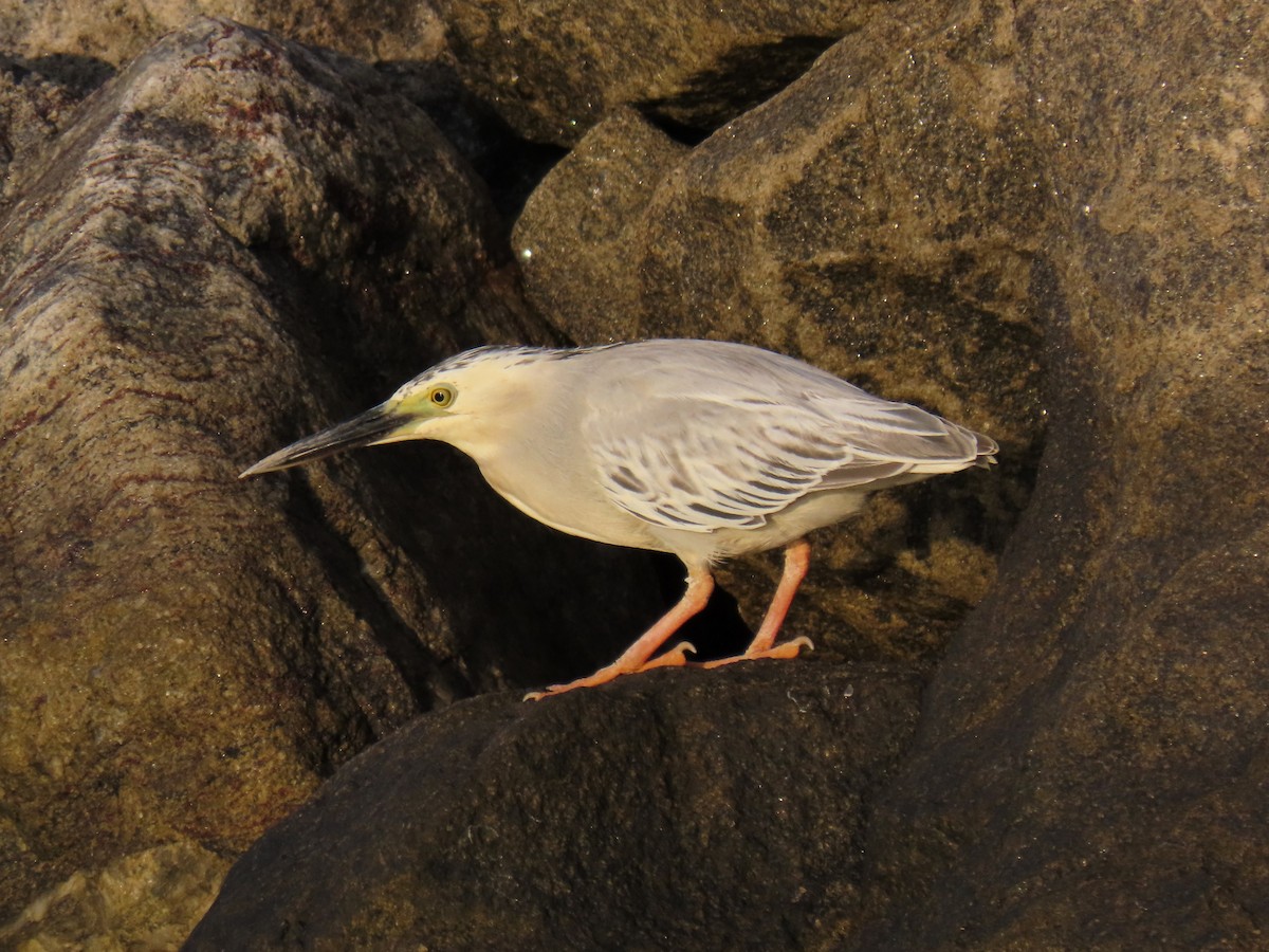 Little Heron - ML643067897