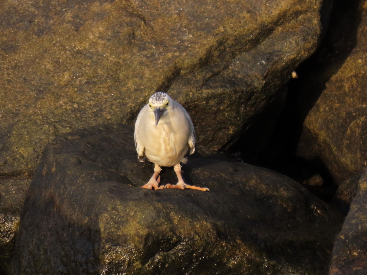 Little Heron - ML643067902