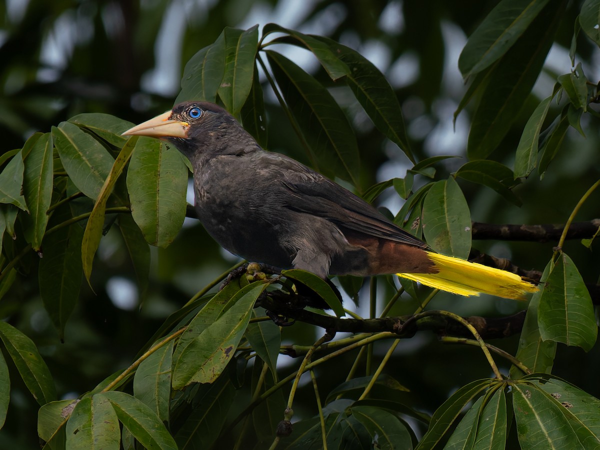 Crested Oropendola - ML643067918