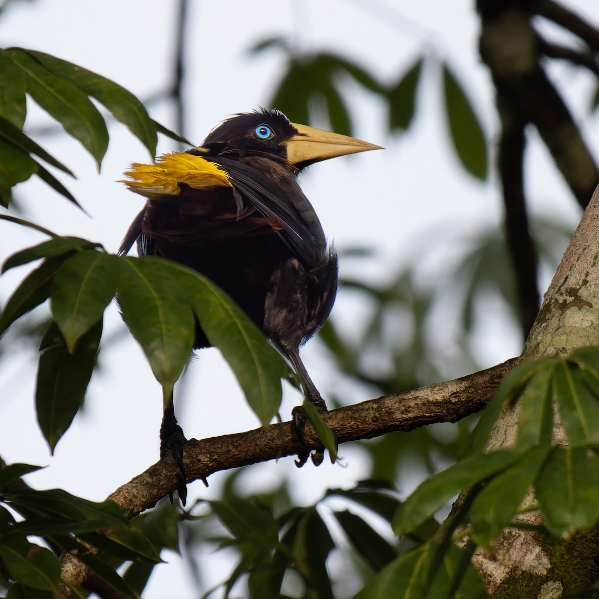 Crested Oropendola - ML643067919
