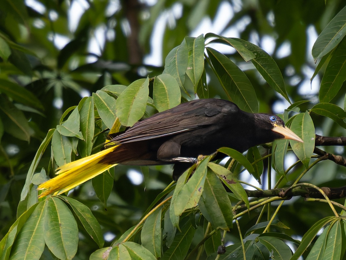 Crested Oropendola - ML643067920