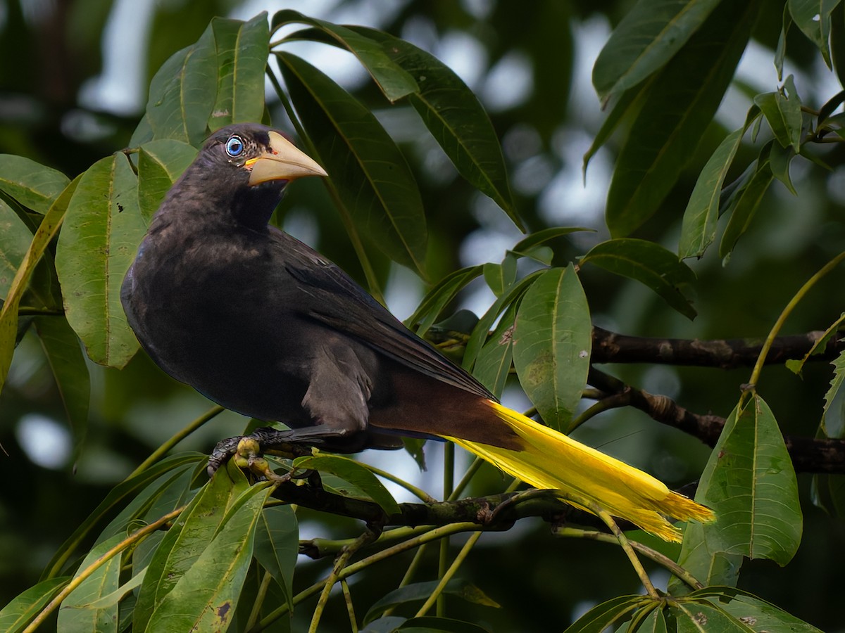 Crested Oropendola - ML643067921