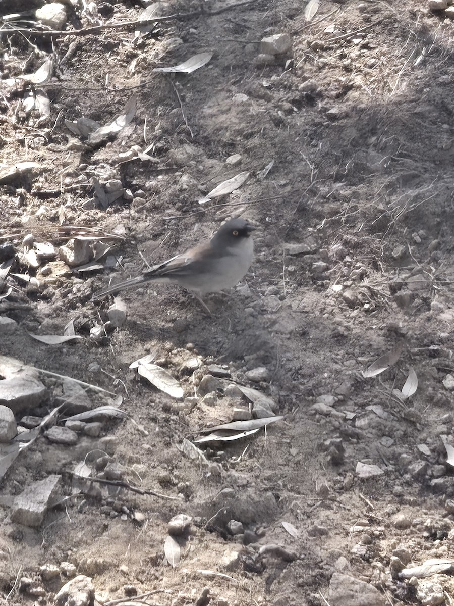 Yellow-eyed Junco - ML643067940
