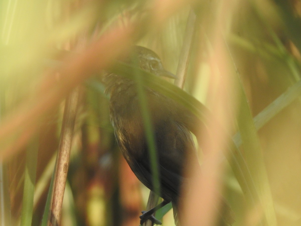 Marsh Babbler - ML643067969