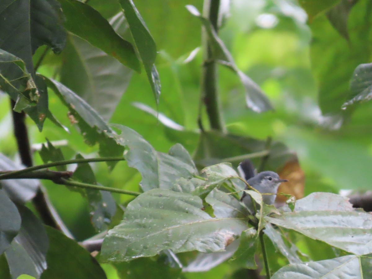 White-browed Gnatcatcher - ML643067977