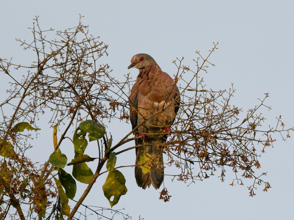 Pale-vented Pigeon - ML643067981