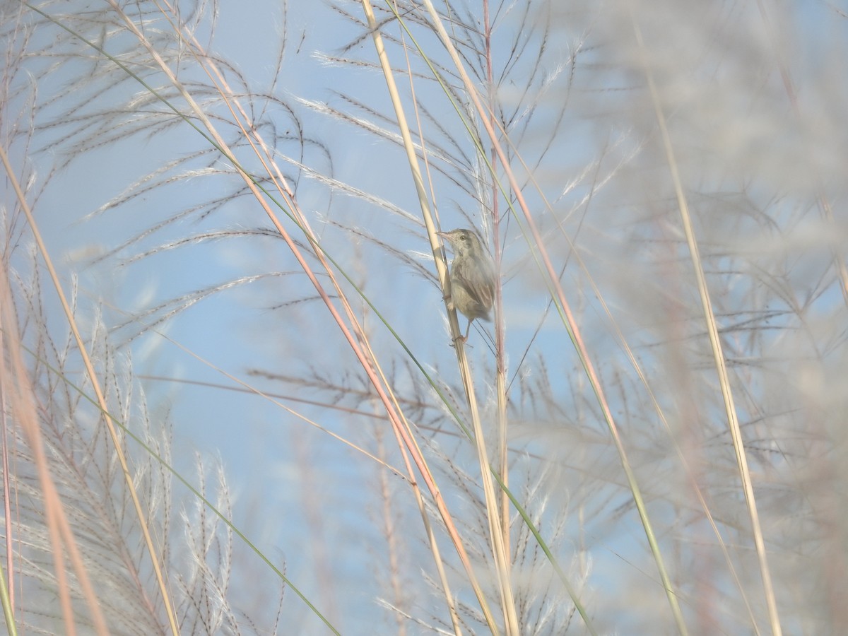 Swamp Grass Babbler - ML643067995