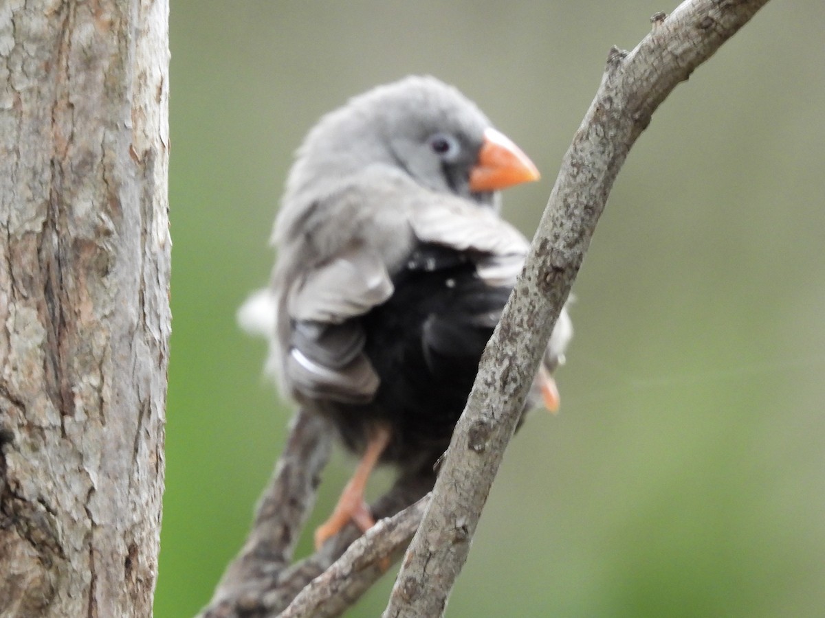 Zebra Finch - ML643068003