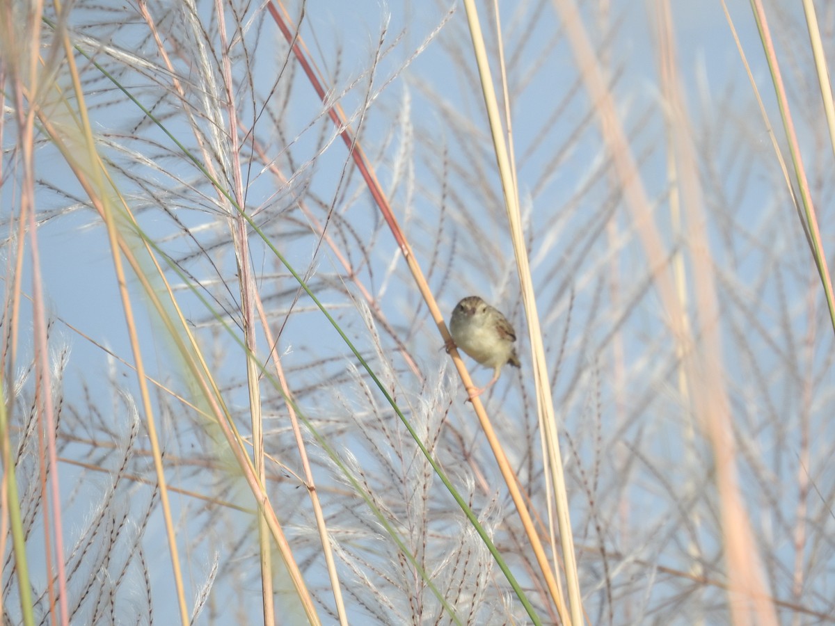 Swamp Grass Babbler - ML643068024