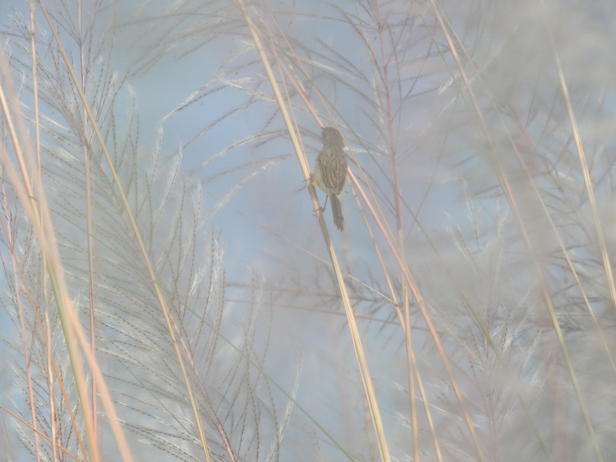 Swamp Grass Babbler - ML643068025