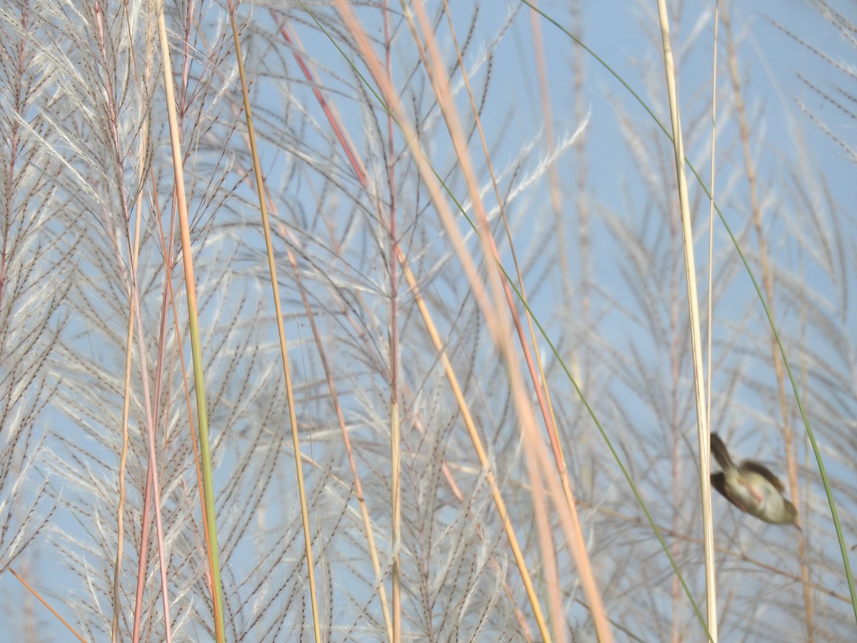 Swamp Grass Babbler - ML643068026