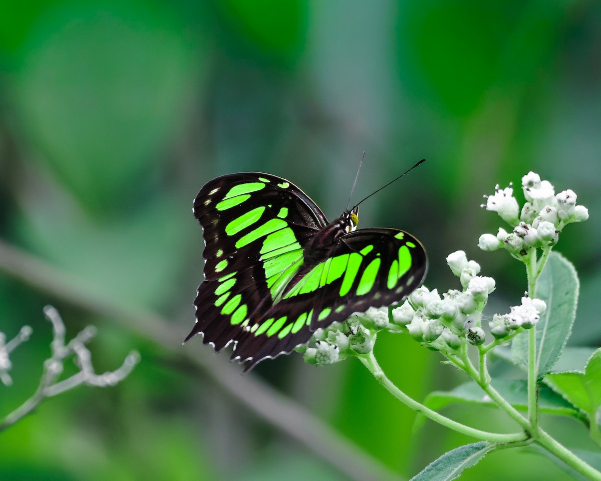 Malachite - ML643068033